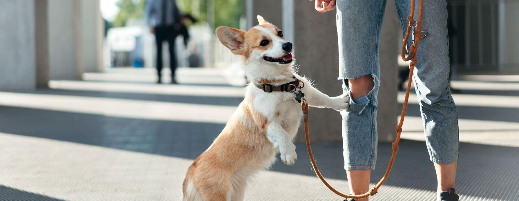 a dog on a leash